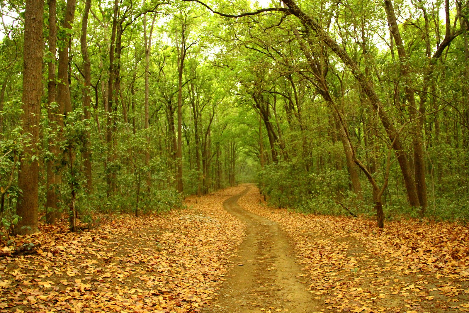 jim corbet national park