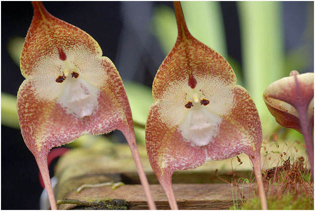 Extraordinary Flowers Found In Places That Look Like Animals And Other Figures Help Traveler Online