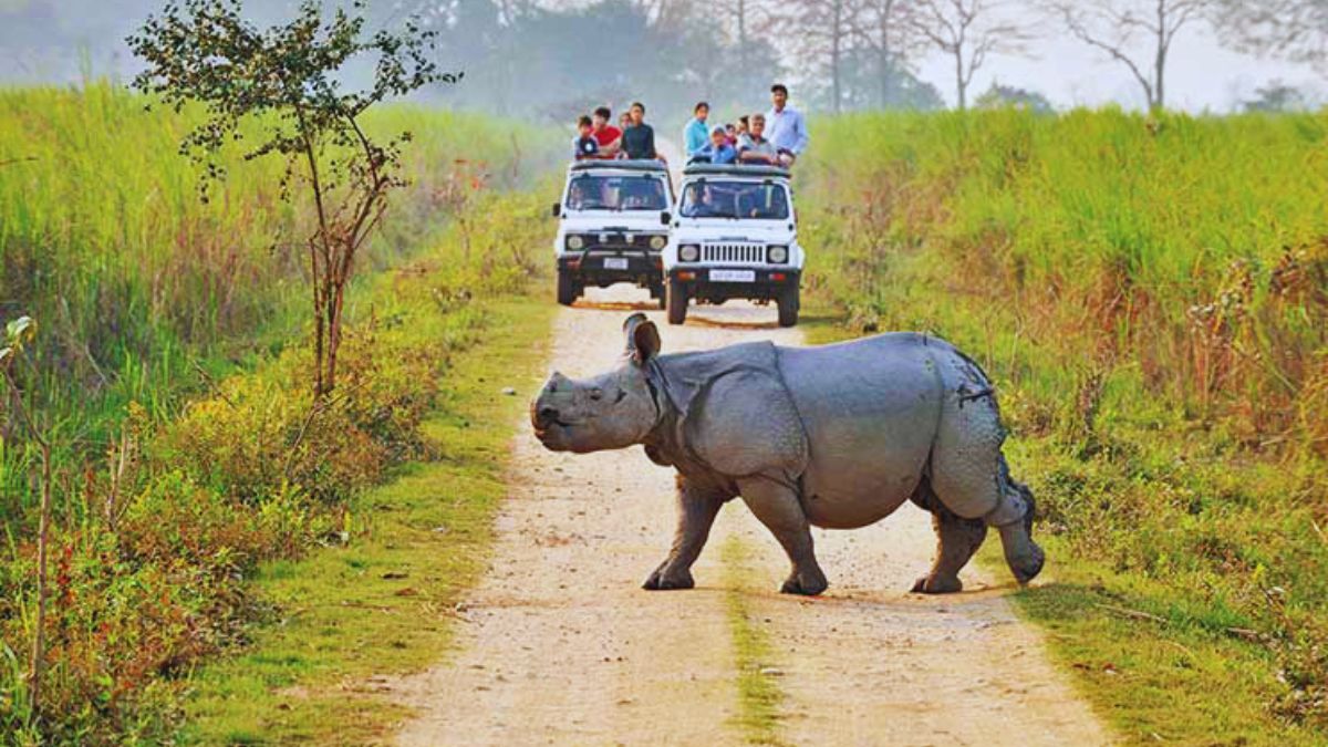 GIR, BANDHAVGARH, KAZIRANGA, JIM CORBETT, RANTHAMBORE, WILDLIFE SANCTUARY