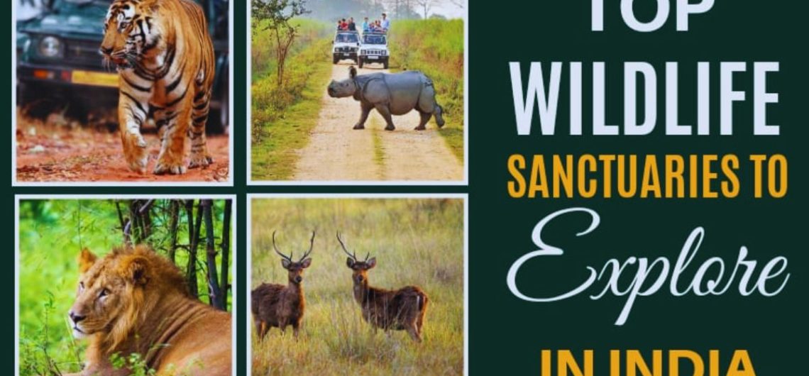 GIR, BANDHAVGARH, KAZIRANGA, JIM CORBETT, RANTHAMBORE, WILDLIFE SANCTUARY