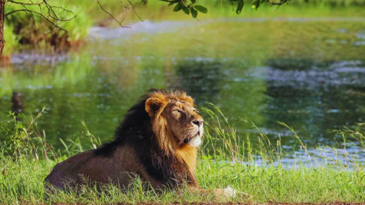 GIR, BANDHAVGARH, KAZIRANGA, JIM CORBETT, RANTHAMBORE, WILDLIFE SANCTUARY