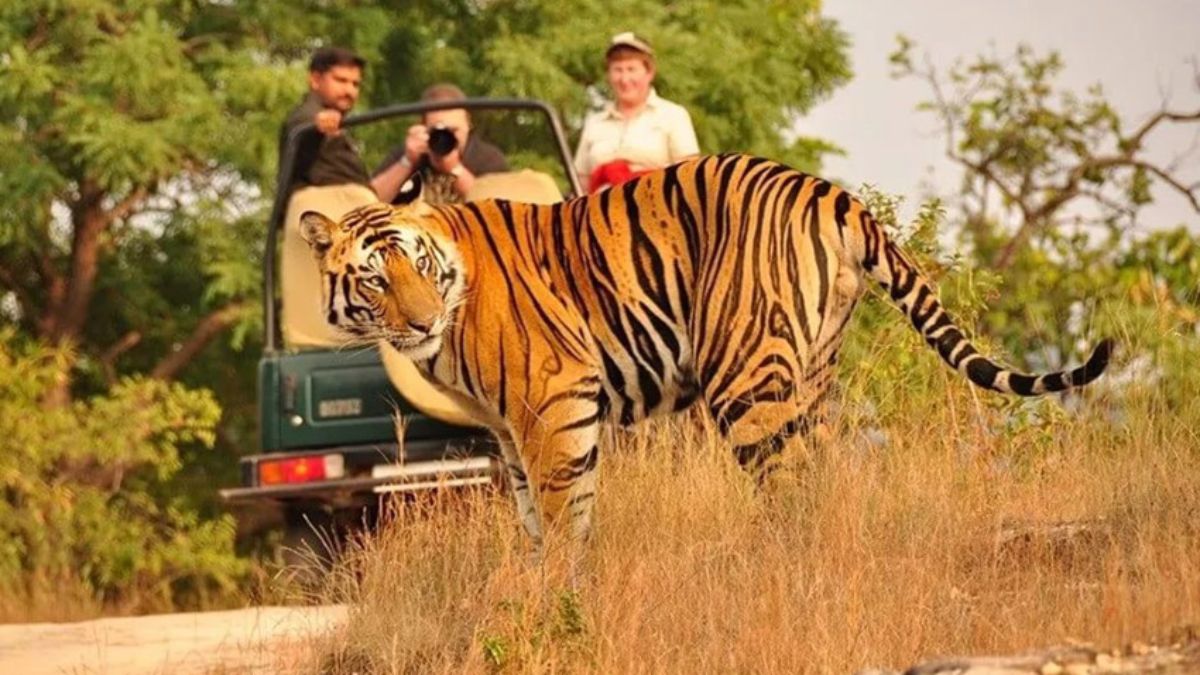 GIR, BANDHAVGARH, KAZIRANGA, JIM CORBETT, RANTHAMBORE, WILDLIFE SANCTUARY