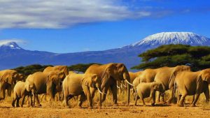 KENYA, AFRICA, SAFARI, MASAI MARA, NAIROBI, DELHI