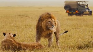 KENYA, AFRICA, SAFARI, MASAI MARA, NAIROBI, DELHI