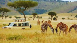 KENYA, AFRICA, SAFARI, MASAI MARA, NAIROBI, DELHI