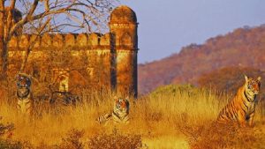 national parks in Rajasthan, wildlife sanctuaries in Rajasthan, Ranthambore National Park, Sariska Tiger Reserve, Keoladeo National Park, Bharatpur Bird Sanctuary, Desert National Park, Kumbhalgarh Wildlife Sanctuary, Rajasthan wildlife tourism, tiger safari Rajasthan, birdwatching in Rajasthan, best time to visit Rajasthan parks, wildlife in Rajasthan, eco tourism Rajasthan, nature travel Rajasthan, Rajasthan travel guide