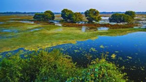 birdwatching lakes in India, best bird sanctuaries India, Chilika Lake birds, Nal Sarovar Gujarat, Keoladeo National Park Bharatpur, Loktak Lake Manipur, Deepor Beel Assam, Sambhar Lake flamingos, Pulicat Lake Andhra Pradesh, Kolleru Lake birds, Pong Dam Lake Himachal, Tso Moriri Ladakh birds, migratory birds in India, birdwatching destinations India